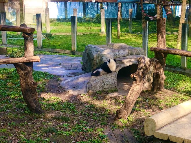 重庆旅游5日游十大必去景点+行程方案澳门新葡京重庆旅游攻略带孩子自由行(图8)